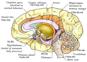 Nghiên cứu về não bộ | tế bào thần kinh | phát triển trí tuệ 10