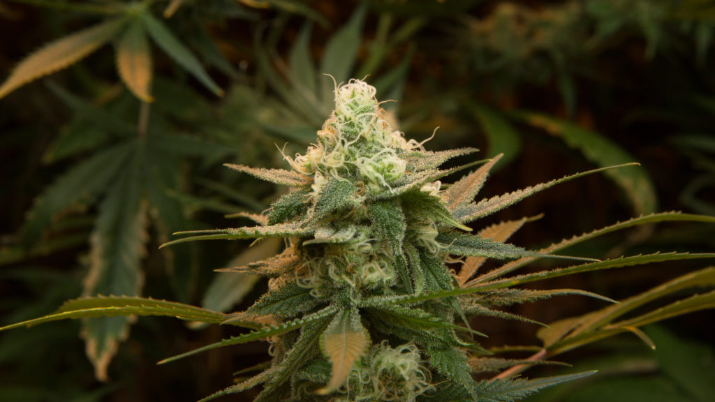 Cannabis - cần sa y tế : Cannabinoids là gì? 2
