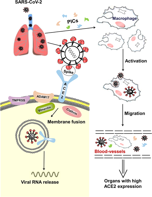 Cơ chế bám dính ACE2 của virus corona và cách hạn chế chúng 7