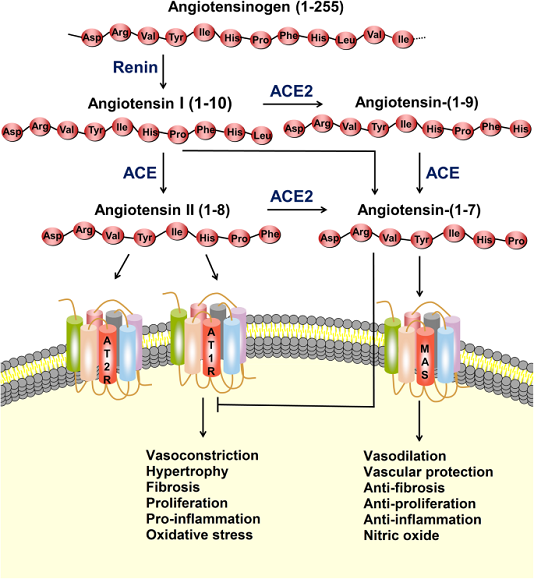 Cơ chế bám dính ACE2 của virus corona và cách hạn chế chúng 6