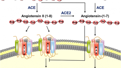 Cơ chế bám dính ACE2 của virus corona và cách hạn chế chúng 7